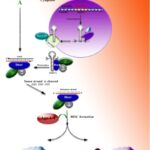 Precise and efficient siRNA design: a key point in competent gene silencing