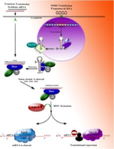 Precise and efficient siRNA design a key point in competent gene silencing